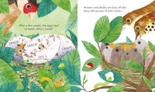 Load image into Gallery viewer, Peep Inside a Bird&#39;s Nest
