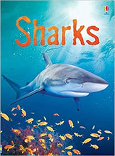 Load image into Gallery viewer, Usborne Beginners - Sharks
